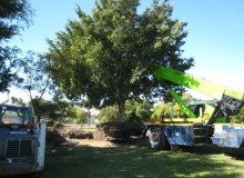 Kwikfynd Tree Management Services
murrumbadowns